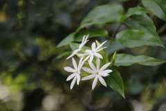 Jasminum elongatum