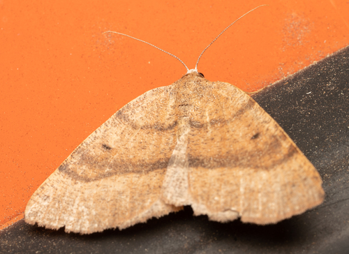 iNaturalist observation photo of Ennominae