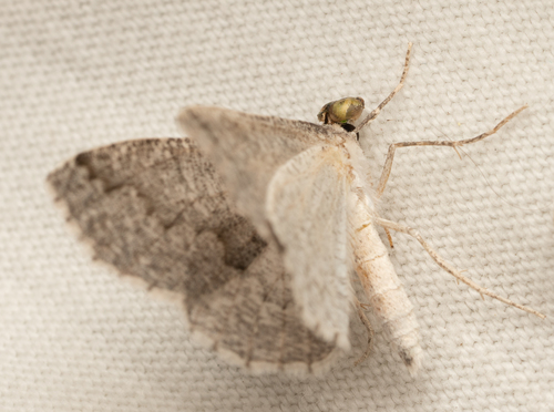 iNaturalist observation photo of Geometer Moths