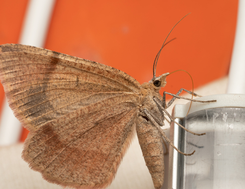 iNaturalist observation photo of Bordered Fawn Moth