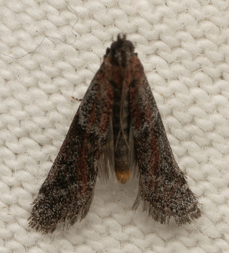 iNaturalist observation photo of Phycitini