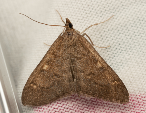 iNaturalist observation photo of Mecyna mustelinalis