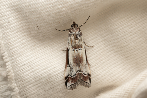 iNaturalist observation photo of Ambesa