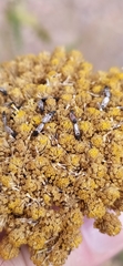 Oxycarenidae