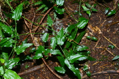 Smilax sieboldii