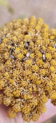Oxycarenidae