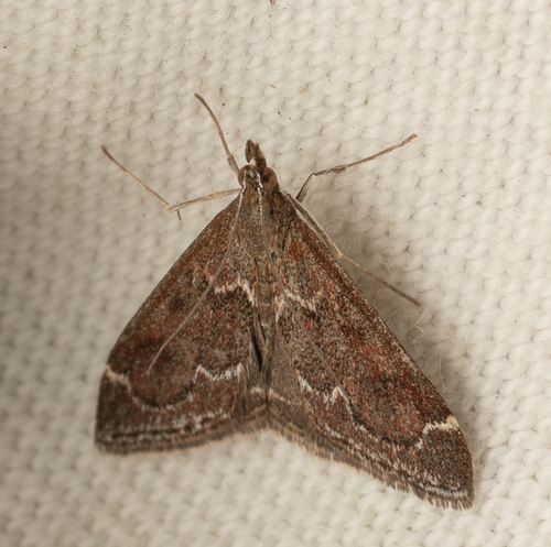 iNaturalist observation photo of Pyralid and Crambid Snout Moths
