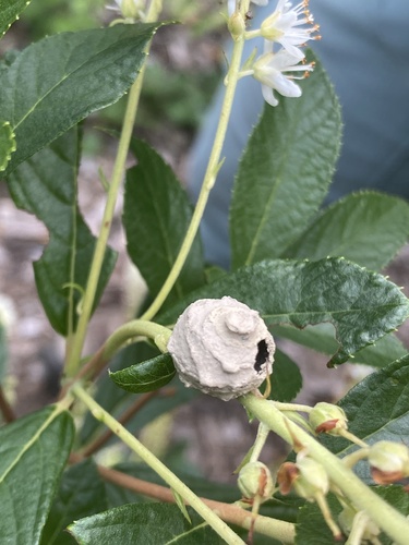 Drimia maritima (L.) Stearn
