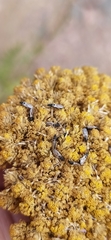 Oxycarenidae