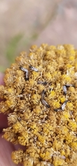 Oxycarenidae