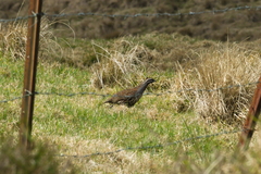 Margaroperdix madagarensis