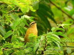 Conirostrum cinereum