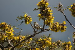 Zosterops borbonicus