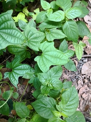 Dioscorea sansibarensis