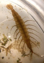 Coptotomus