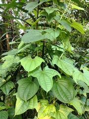 Dioscorea sansibarensis