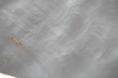 Zenarchopterus buffonis
