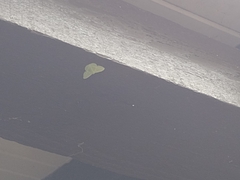 Dichorda illustraria