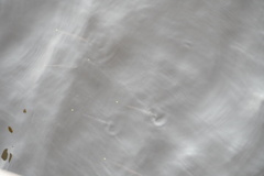Zenarchopterus buffonis