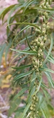 Datisca cannabina