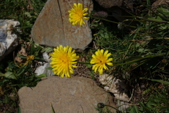 Leontodon caucasicus