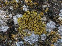 Candelariella medians