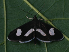 Anania luctualis