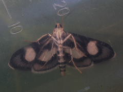 Anania luctualis