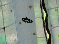 Anania luctualis
