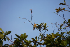 Treron vernans