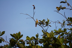 Treron vernans