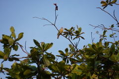 Treron vernans
