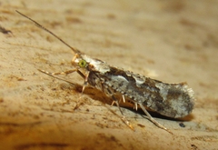 Rhigognostis interrupta