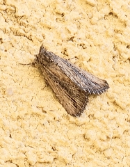 Oncocnemidinae