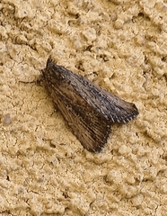 Oncocnemidinae
