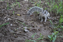 Funambulus pennantii