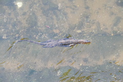 Varanus salvator macromaculatus