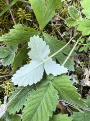 Potentilla crebridens