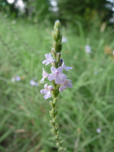 Gulf Vervain