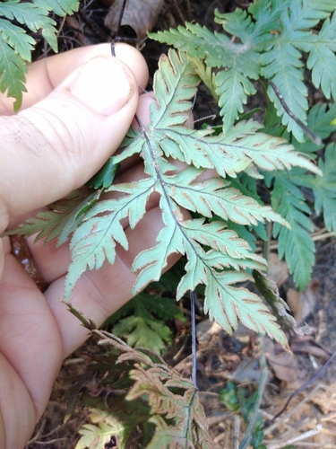 Image of Doryopteris concolor by (c) Benjamin Fredlund, some rights reserved (CC BY)