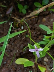 Cleome simplicifolia