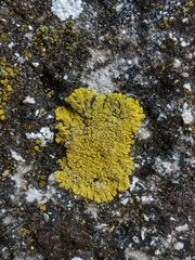 Candelariella medians