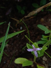 Cleome simplicifolia