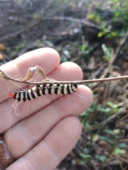 Amphicallia bellatrix