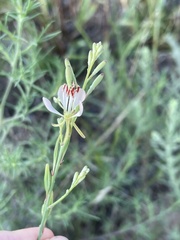 Oenothera cinerea