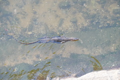 Varanus salvator macromaculatus