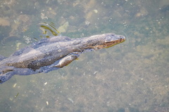 Varanus salvator macromaculatus