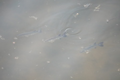 Actinopterygii