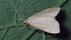 Anania crocealis