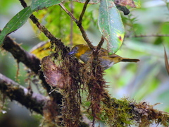Chlorospingus flavigularis